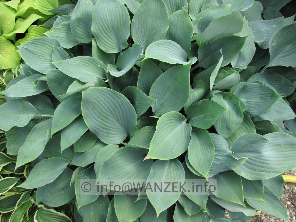 Hosta fortunei Spinners Selection 00.JPG